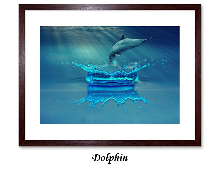 Dolphin